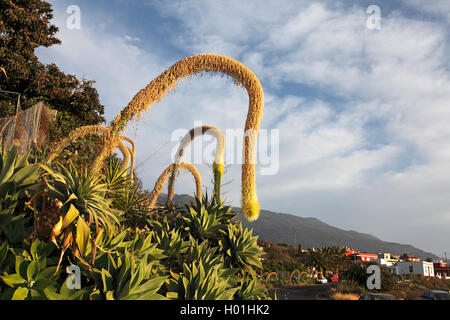 Foxtail Agave, spineless Jahrhundert Agave (Agave Attenuata), Agaven an der Straße, Kanarische Inseln, La Palma Stockfoto