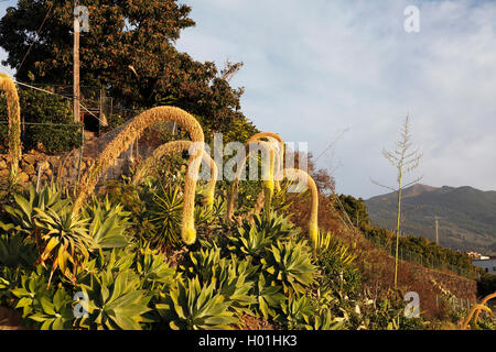 Foxtail Agave, spineless Jahrhundert Agave (Agave Attenuata), Agaven an einem Hang, Kanarische Inseln, La Palma Stockfoto