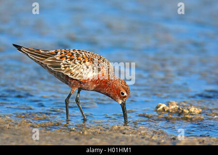 Curlew sandpiper (Calidris ferruginea), Sucht nach Essen in Schlamm, Zucht Gefieder, Griechenland, Lesbos Stockfoto