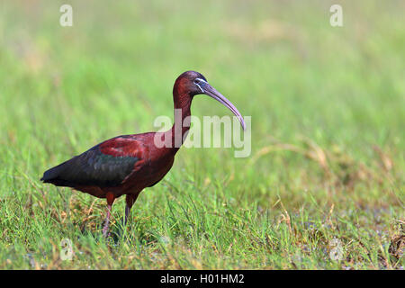 Glossy ibis (Plegadis falcinellus), steht in einem Sumpf, Griechenland, Evrosdelta Stockfoto