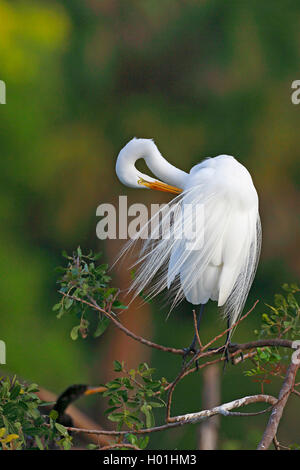 Silberreiher, Silberreiher (Egretta alba, Casmerodius Albus, Ardea alba), Gefieder pflegen, USA, Florida, Venedig Stockfoto