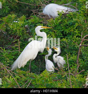 Silberreiher, Silberreiher (Egretta alba, Casmerodius Albus, Ardea alba), Küken für Lebensmittel, USA, Florida, Venedig beg Stockfoto