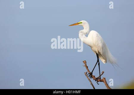 Silberreiher, Silberreiher (Egretta alba, Casmerodius Albus, Ardea alba), steht auf einem Baum, USA, Florida, Venedig Stockfoto