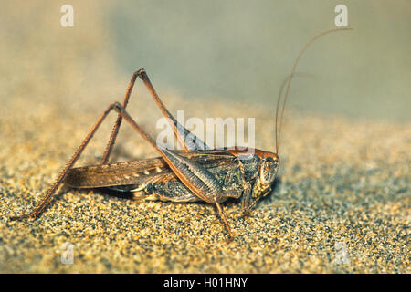 Tuberöse bushcricket, südlichen bushcricket (Platycleis affinis), sitzt im Sand Dünen, Frankreich, Camargue Stockfoto