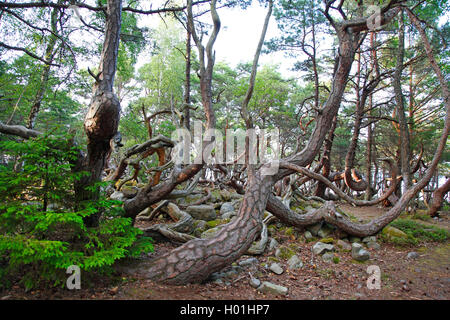 Schottische Kiefer, Kiefer (Pinus sylvestris), Spirale Wachstum von Kiefern, Schweden, Oeland, Trollskogen Stockfoto