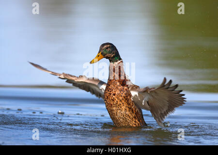 Stockente (Anas platyrhynchos), Schwimmen Mann schlägt mit den Flügeln, Norwegen, Oslo Stockfoto