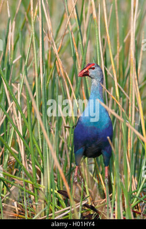 Purple gallinule, American purple gallinule (Gallinula Martl, Porphyrula martinica, Porphyrio martinica), steht in Schilf Bett, USA, Florida Stockfoto