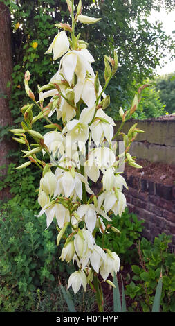 Adams Nadel, schwach-Blatt Yucca (Yucca Filamentosa), blühen, Deutschland Stockfoto