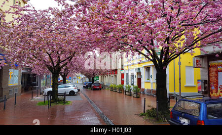 Orientalische Kirsche (Prunus Serrulata), blühende Kirschbäume Gasse in der Fußgängerzone am Regen, Deutschland, Nordrhein-Westfalen, Ruhrgebiet, Witten Stockfoto