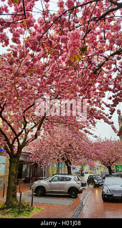 Orientalische Kirsche (Prunus Serrulata), blühende Kirschbäume Gasse in der Fußgängerzone am Regen, Deutschland, Nordrhein-Westfalen, Ruhrgebiet, Witten Stockfoto