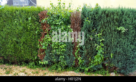 Lawson Zypresse, Port Orford Zeder (Chamaecyparis lawsoniana), ungepflegt Nadelbaum Hedge mit toten Pflanzen verursacht durch Trockenheit und Hedge bindweed, Deutschland Stockfoto