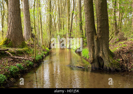 Common Alder, Black Alder, Europäische Erle (Alnus glutinosa), alder umrandete Brooke im Frühjahr, Lebensraum der Eisvögel, Deutschland, Nordrhein-Westfalen, Schloss Holte-Stukenbrock Stockfoto