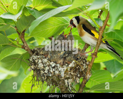 Eurasischen Stieglitz (Carduelis carduelis), am Nest mit Fast vollwertigen Küken, Deutschland, Nordrhein-Westfalen Stockfoto