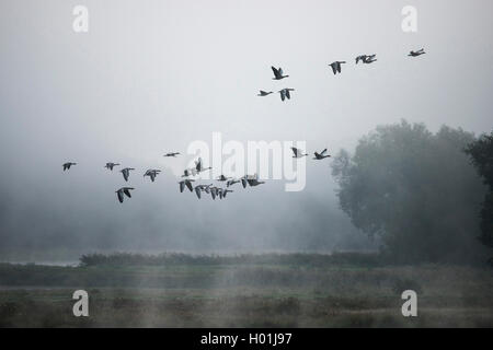 Graugans (Anser anser), Graugänse fliegen im Morgennebel, Deutschland, Nordrhein-Westfalen, NSG Steinhorster Becken Stockfoto