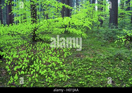 Gemeinsame Buche (Fagus sylvatica), Feder Holz mit frischen Blatt Triebe von Buchen, Deutschland, Bayern, Oberbayern, Oberbayern Stockfoto
