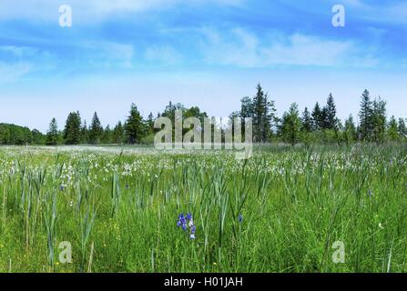 Sibirische Schwertlilie, sibirische Flag (Iris pumila), Moor mit Sibirischen Iris und wollgras im Frühjahr, Deutschland, Bayern, Murnauer Moos Stockfoto