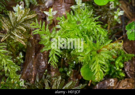 Moss mit perichaetium, Deutschland, Bayern, Oberbayern, Oberbayern Murnauer Moos Stockfoto