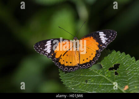 Malay Florfliege (Cethosia hypsea), sitzend auf einem Blatt, Ansicht von oben Stockfoto