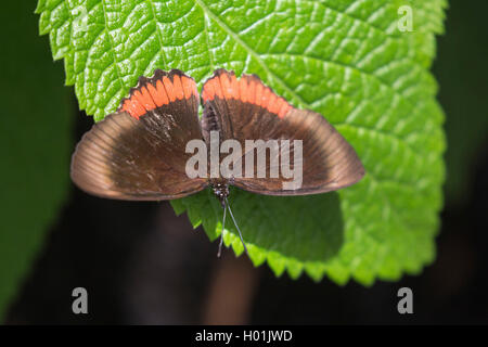 Red Rim, Crimson-Gebändert Schwarz (Biblis hyperia), sitzend auf einem Blatt, Ansicht von oben, USA Stockfoto