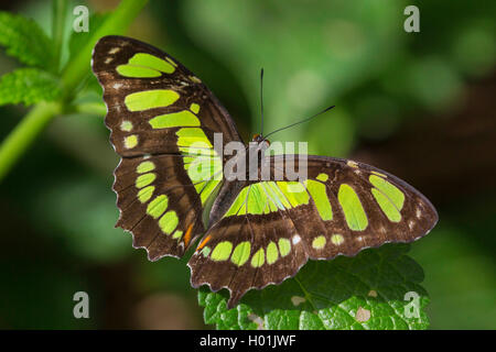 Malachit (Siproeta stelenes), sitzend auf einem Blatt, Ansicht von oben, USA Stockfoto