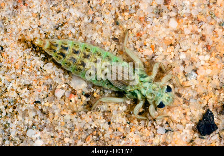 Asiatische gomphus flavipes (Gomphus), Nymphe, Deutschland Stockfoto