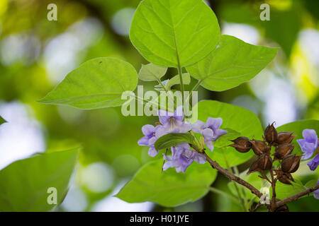 Kaiserin Baum, Prinzessin Baum, Fingerhut Baum (Paulownia tomentosa, Paulownia imperialis), blühende Stockfoto