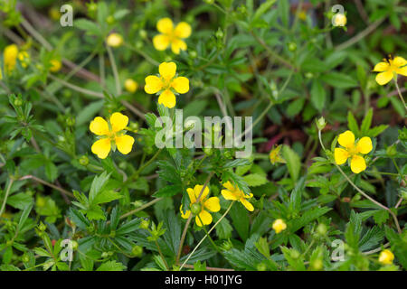 Potentilla erecta