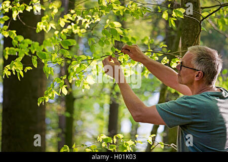 Gemeinsame Buche (Fagus sylvatica), youngf Blätter gesammelt, Deutschland Stockfoto