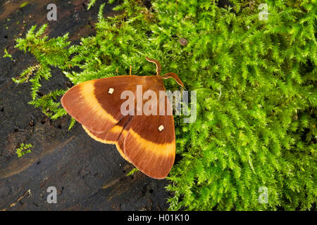 Oak eggar (Lasiocampa Quercus, Lasiocampa scopolii), männlich, Deutschland Stockfoto