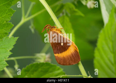 Oak eggar (Lasiocampa Quercus, Lasiocampa scopolii), männlich, Deutschland Stockfoto