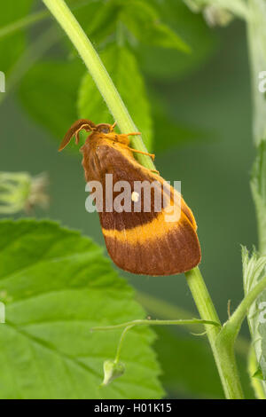 Oak eggar (Lasiocampa Quercus, Lasiocampa scopolii), männlich, Deutschland Stockfoto