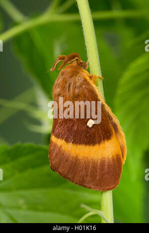 Oak eggar (Lasiocampa Quercus, Lasiocampa scopolii), männlich, Deutschland Stockfoto