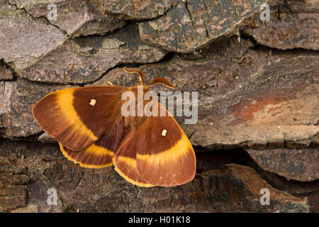 Oak eggar (Lasiocampa Quercus, Lasiocampa scopolii), männlich, Deutschland Stockfoto