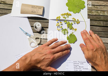 Frauenmantel (Alchemilla Mollis), gepresste Pflanzen in gesetzt werden an das herbarium, Deutschland Stockfoto