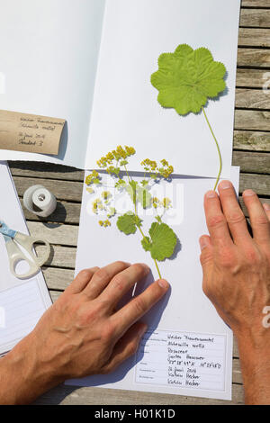 Frauenmantel (Alchemilla Mollis), gepresste Pflanzen in gesetzt werden an das herbarium, Deutschland Stockfoto