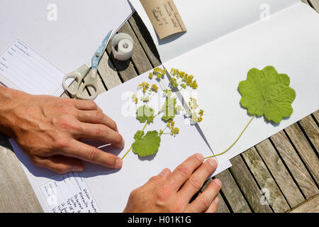 Frauenmantel (Alchemilla Mollis), gepresste Pflanzen in gesetzt werden an das herbarium, Deutschland Stockfoto