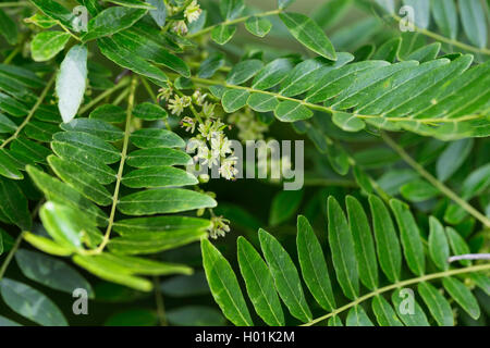 Honeylocust, Honig locust (Gleditsia triacanthos), blühender Zweig Stockfoto