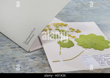 Frauenmantel (Alchemilla Mollis), herbwarium durch die Familie sortiert, Deutschland Stockfoto