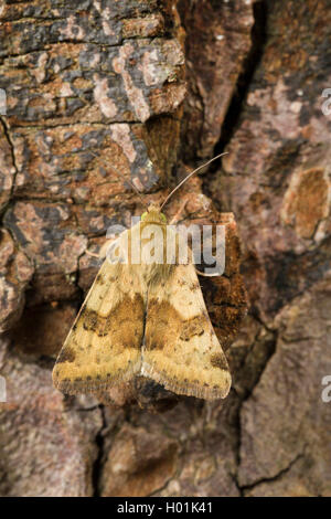 Marmorierte Klee (Heliothis viriplaca, Heliothis Dipsacea), sitzt auf Rinde, Deutschland Stockfoto