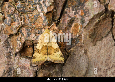 Marmorierte Klee (Heliothis viriplaca, Heliothis Dipsacea), sitzt auf Rinde, Deutschland Stockfoto