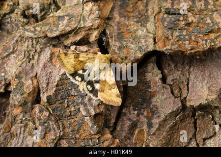 Marmorierte Klee (Heliothis viriplaca, Heliothis Dipsacea), sitzt auf Rinde, Deutschland Stockfoto