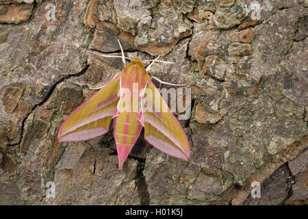 Elefant tabakschwärmer (Deilephila elpenor), Rinde, Ansicht von oben, Deutschland Stockfoto