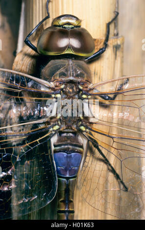 Vagrant Kaiser, Dragonfly, Vagrant Kaiser (Anax Hemianax ephippiger ephippiger,), männlich, Ansicht von oben, Deutschland Stockfoto