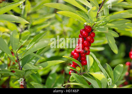 Seidelbast, Februar Daphne (Daphne Mezereum), mit Früchten, Deutschland Stockfoto