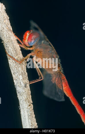 Sympetrum meridionale, Südeuropäischen sympetrum (Sympetrum meridionale), male an einem Stengel, Seitenansicht Stockfoto