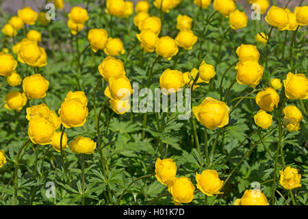 Europäischen Globeflower, Globus Blume (Trollius europaeus), blühende, Deutschland Stockfoto