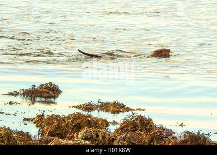 Europäische river Otter, Fischotter, Eurasische Fischotter (Lutra lutra), schwimmt im Meer, Norwegen, Troms Stockfoto