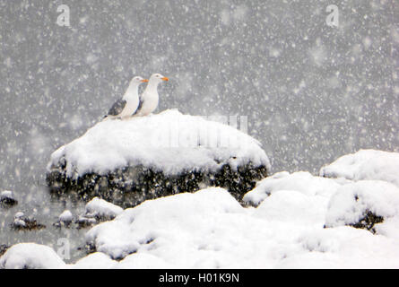 Silbermöwe (Larus argentatus), Paar der Silbermöwe im Schnee, Norwegen, Troms Stockfoto
