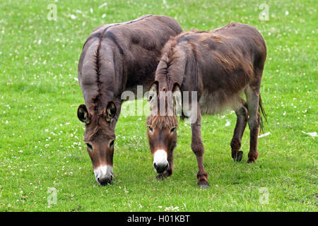 Inländische Esel (Equus asinus asinus), zwei Esel auf der Weide grasen, Deutschland Stockfoto