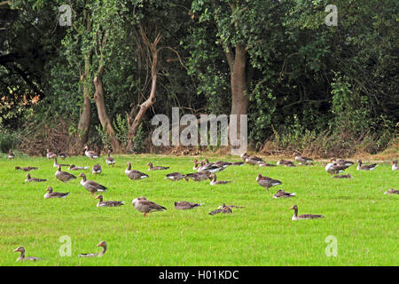 Graugans (Anser anser), Graugänse in einem Sumpf Wiese, Deutschland, Nordrhein-Westfalen Stockfoto